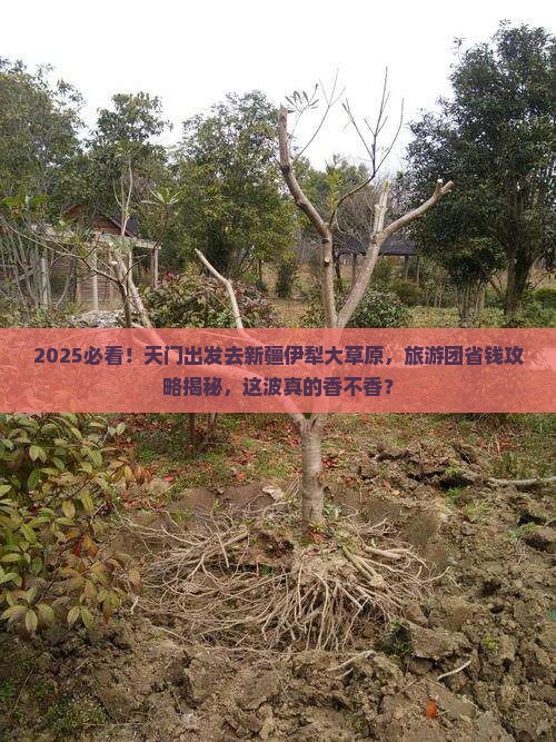 天门去新疆伊犁大草原大型旅游团