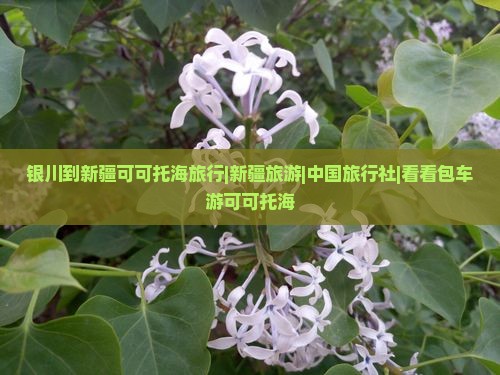 银川到新疆可可托海旅行|新疆旅游|中国旅行社|看看包车游可可托海