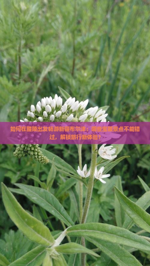 如何在醴陵出发畅游新疆布尔津：哪些宝藏景点不能错过，解锁旅行新体验？