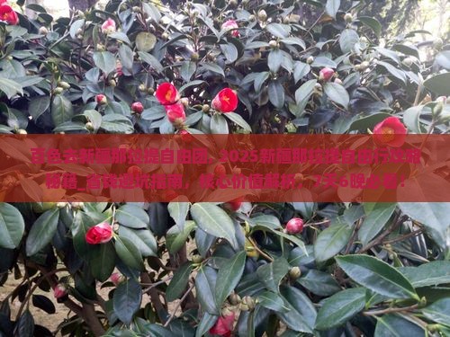 百色去新疆那拉提自由团