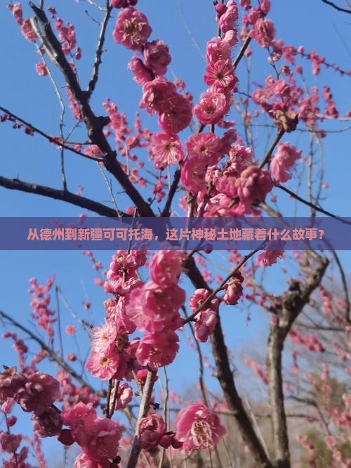 德州去新疆可可托海哪里玩