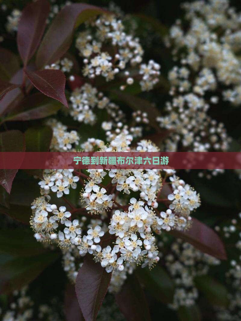 宁德到新疆布尔津六日游