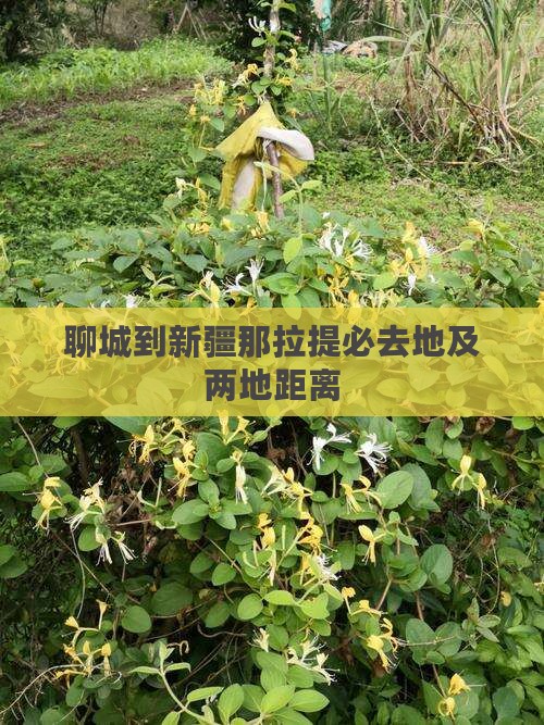 聊城到新疆那拉提必去地及两地距离