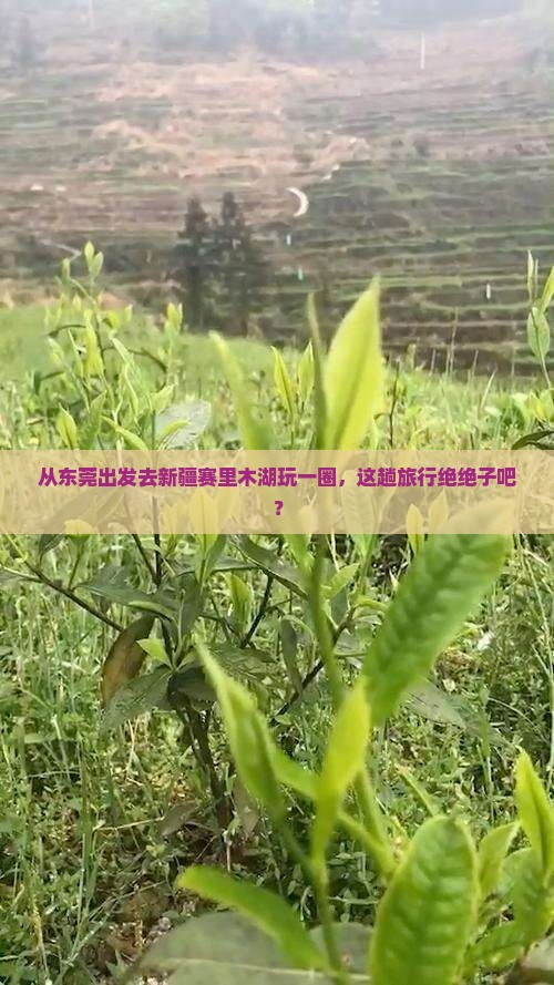 东莞去新疆赛里木湖旅游