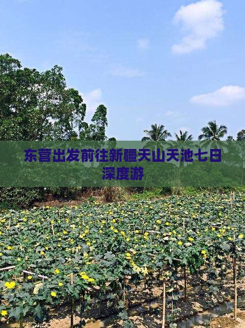东营出发前往新疆天山天池七日深度游