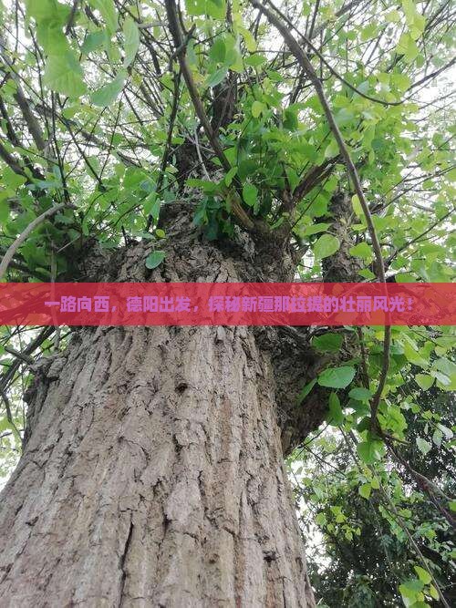 德阳到新疆那拉提景点