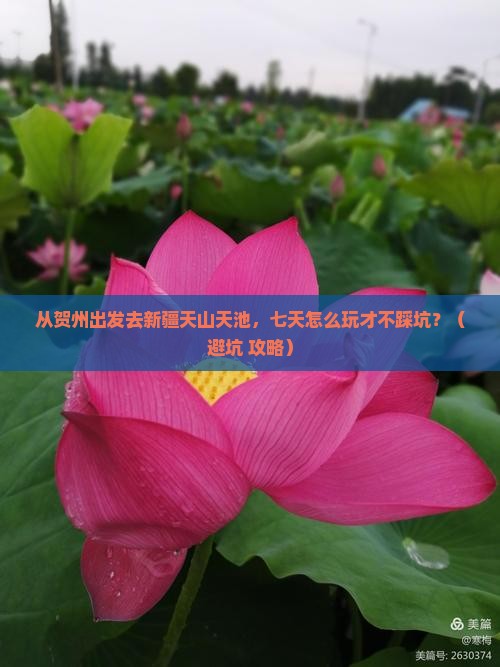 贺州去新疆天山天池七日游