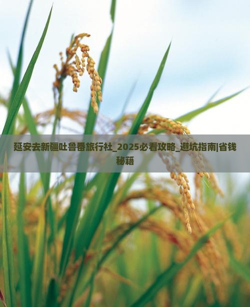 延安去新疆吐鲁番旅行社