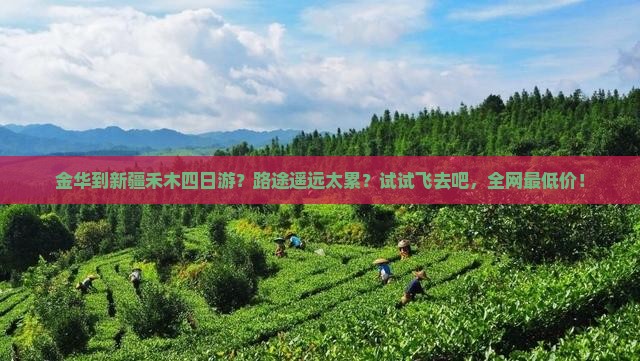 金华去新疆禾木四日游