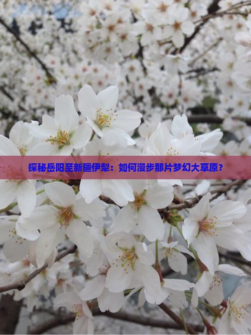岳阳去新疆伊犁大草原攻略