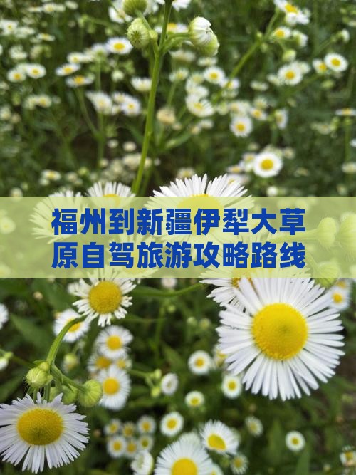 福州到新疆伊犁大草原一日