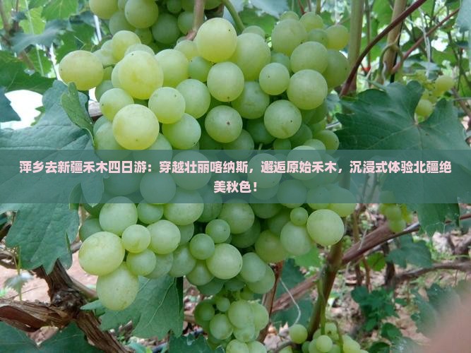 萍乡去新疆禾木四日游