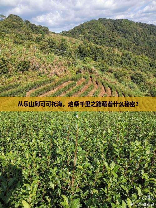 乐山去新疆可可托海个人游