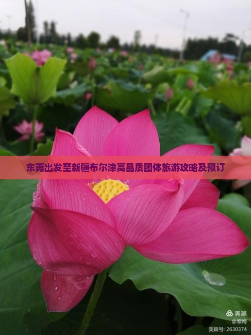 东莞出发至新疆布尔津高品质团体旅游攻略及预订