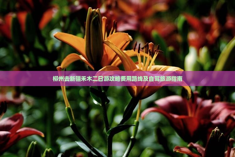 柳州去新疆禾木二日游