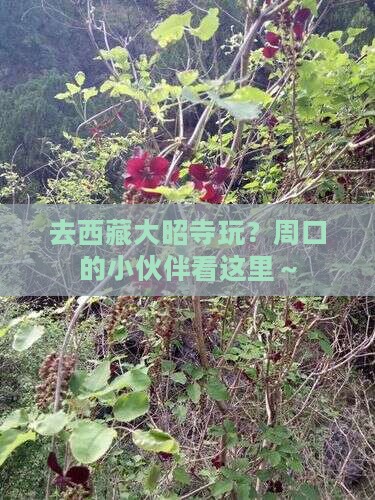 周口去西藏大昭寺哪里玩
