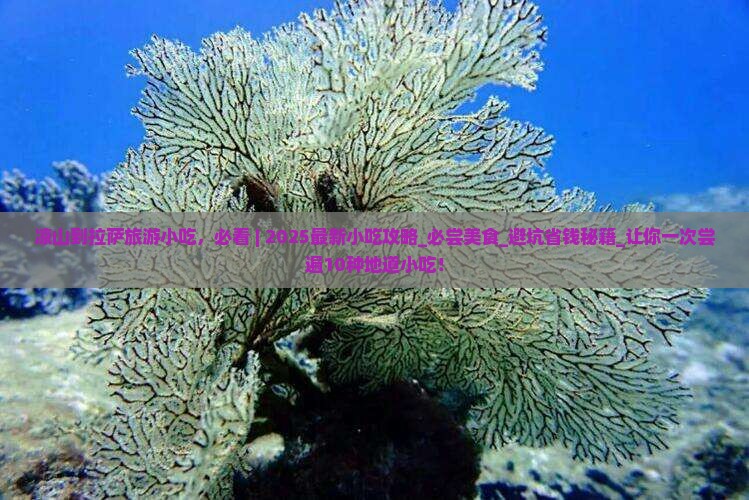 凉山到西藏拉萨旅游小吃