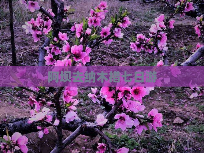 阿坝去纳木措七日游