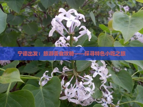 宁德出发：旅游美食攻略——探寻特色小吃之旅