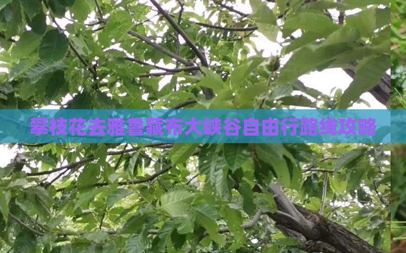 攀枝花去雅鲁藏布大峡谷自由行路线攻略
