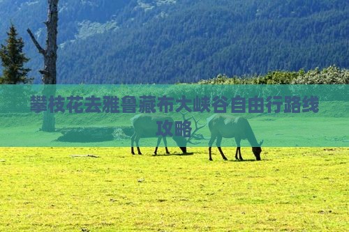 攀枝花去雅鲁藏布大峡谷自由行路线攻略