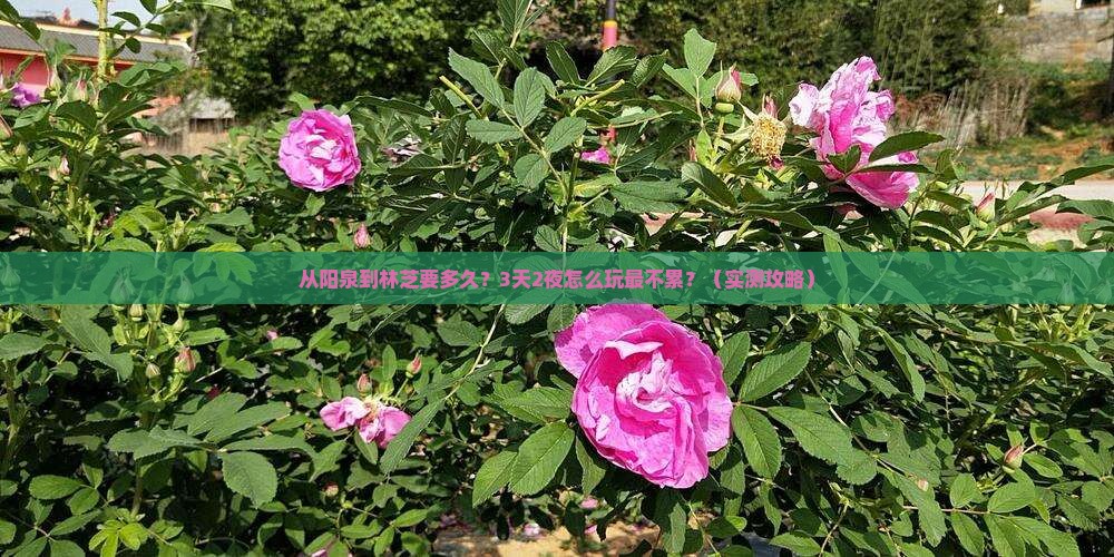 阳泉去西藏林芝攻略