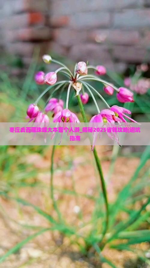 枣庄去西藏珠峰大本营个人游