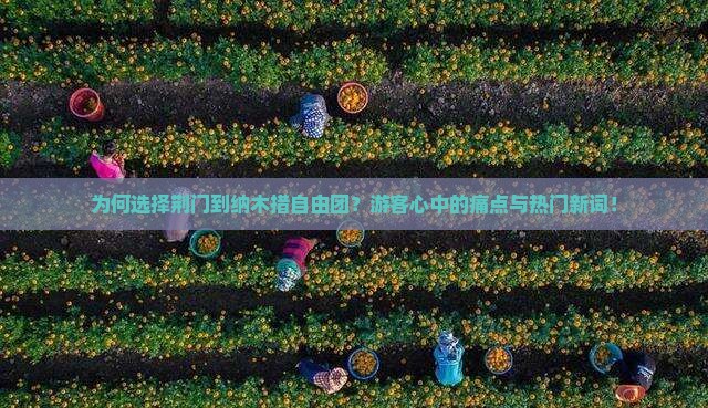 为何选择荆门到纳木措自由团？游客心中的痛点与热门新词！