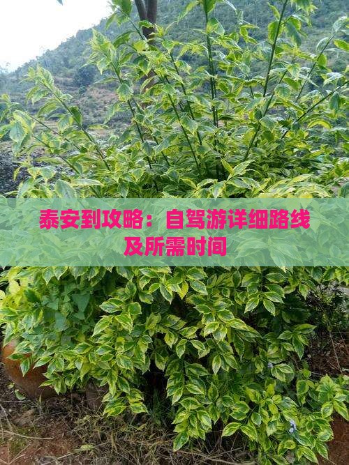 泰安到攻略：自驾游详细路线及所需时间
