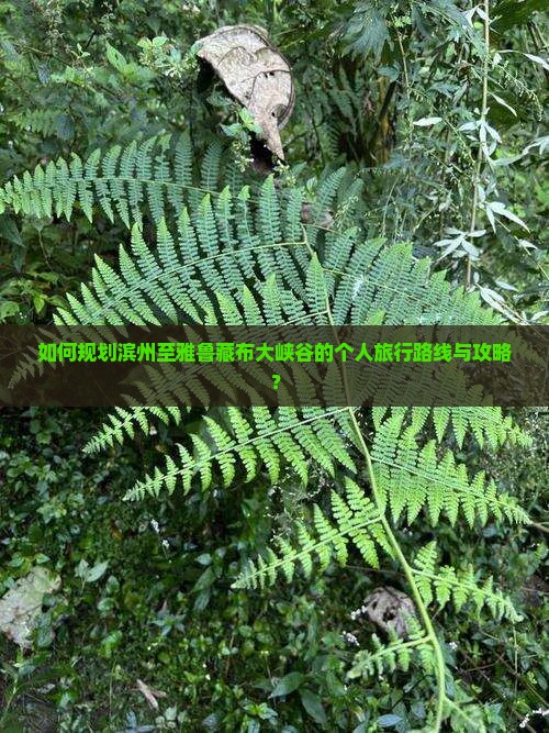 如何规划滨州至雅鲁藏布大峡谷的个人旅行路线与攻略？