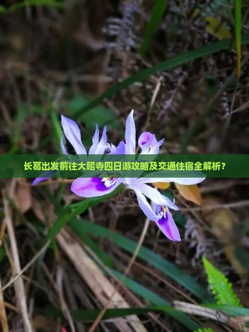 长葛出发前往大昭寺四日游攻略及交通住宿全解析？