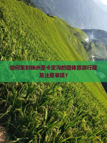 如何策划株洲至卡定沟的团体旅游行程及注意事项？