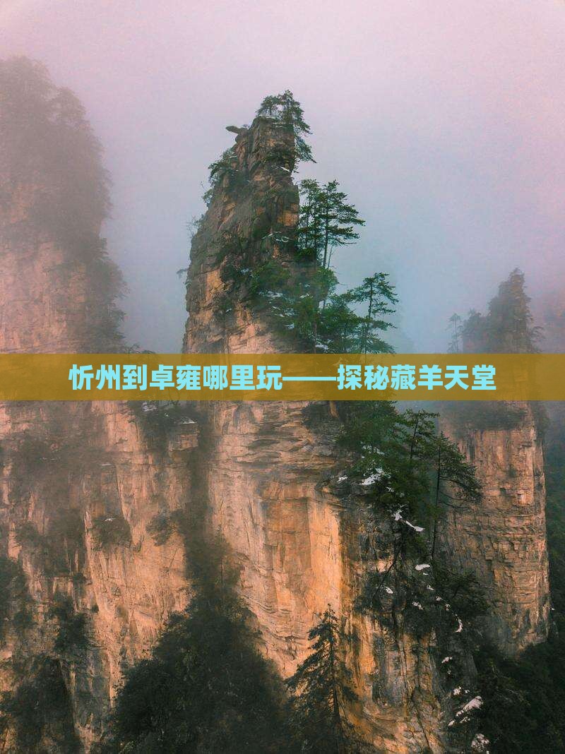 忻州到卓雍哪里玩——探秘藏羊天堂