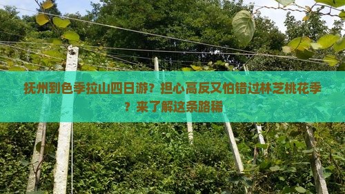 抚州到色季拉山四日游？担心高反又怕错过林芝桃花季？来了解这条路稀