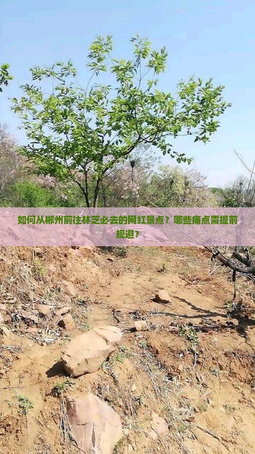 如何从郴州前往林芝必去的网红景点？哪些痛点需提前规避？