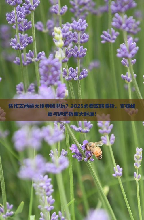 焦作去西藏大昭寺哪里玩