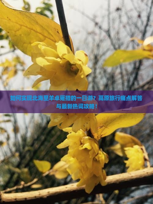 如何实现北海至羊卓雍措的一日游？高原旅行痛点解答与最新热词攻略！