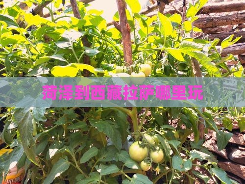 菏泽到西藏拉萨哪里玩