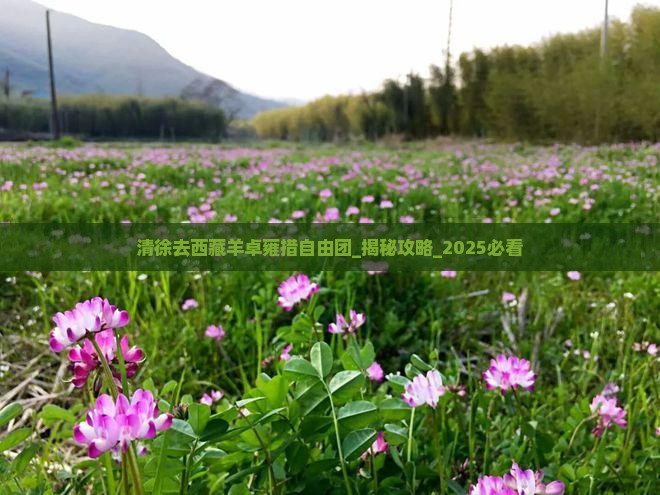 清徐去西藏羊卓雍措自由团