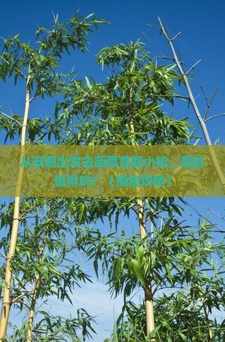 安阳去西藏鲁朗小镇旅游