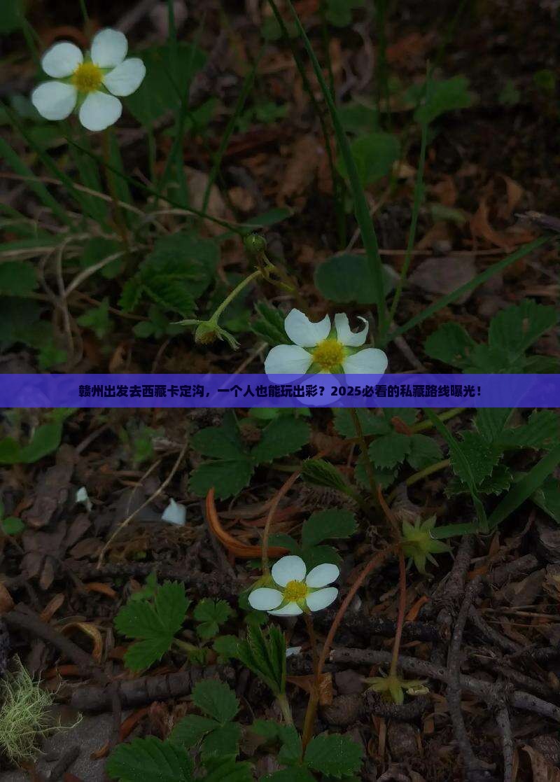 赣州到西藏卡定沟个人游