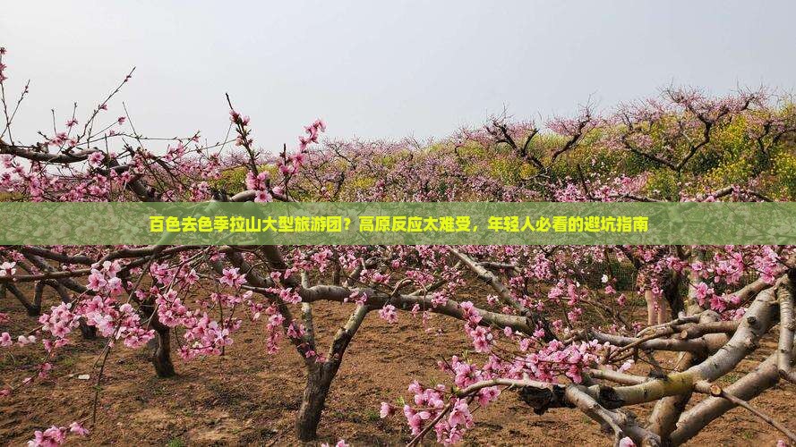 百色去色季拉山大型旅游团？高原反应太难受，年轻人必看的避坑指南