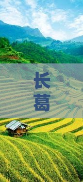 长葛到西藏大昭寺攻略
