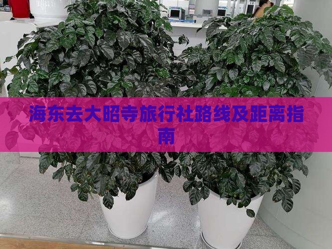海东去大昭寺旅行社路线及距离指南