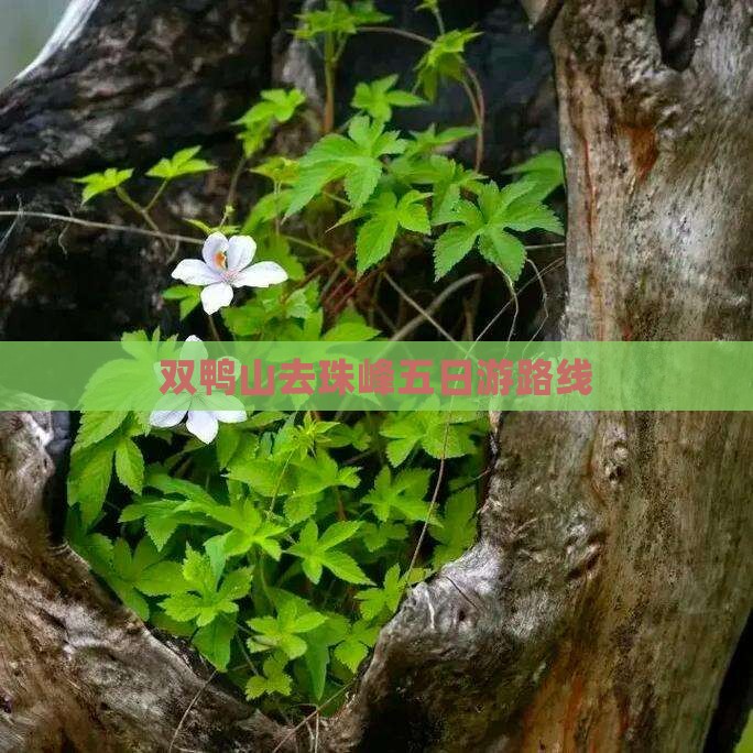 双鸭山去珠峰五日游路线