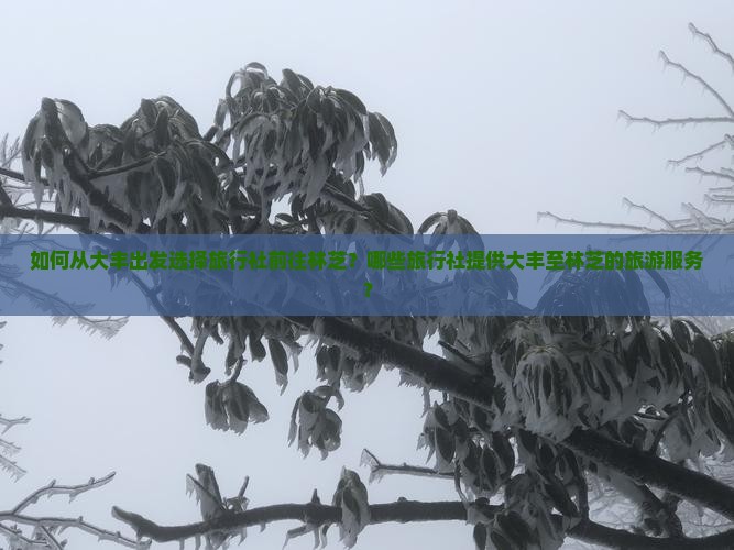 如何从大丰出发选择旅行社前往林芝？哪些旅行社提供大丰至林芝的旅游服务？