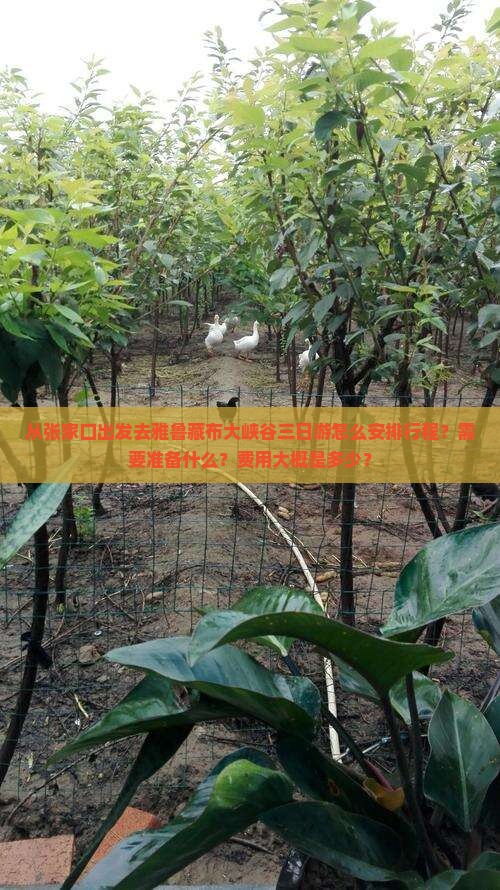 从张家口出发去雅鲁藏布大峡谷三日游怎么安排行程？需要准备什么？费用大概是多少？