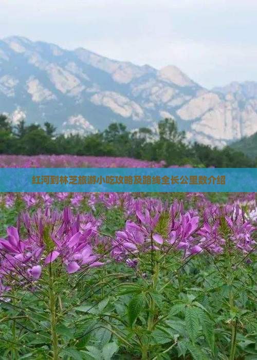 红河到林芝旅游小吃攻略及路线全长公里数介绍