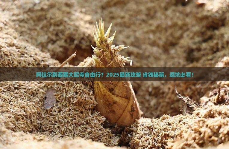 阿拉尔到西藏大昭寺自由行