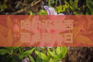哈尔滨到西藏羊卓雍措六日游